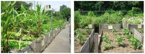 agriculture-urbaine